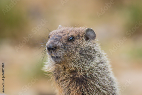 Adorable young Groundhog (Marmota Monax) closeup looking at angle in soft beatiful light