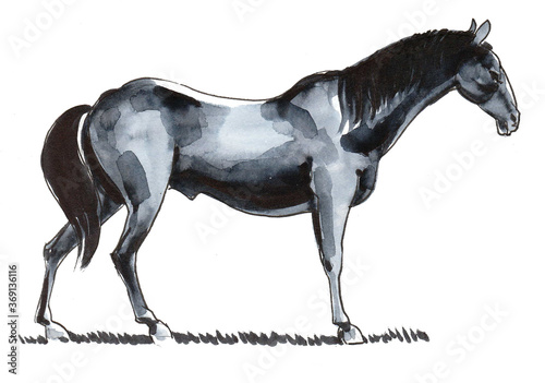 Standing black horse. Ink and watercolor drawing