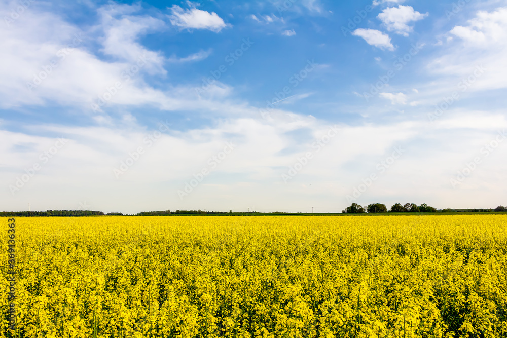 Blühendes Rapsfeld im Frühling