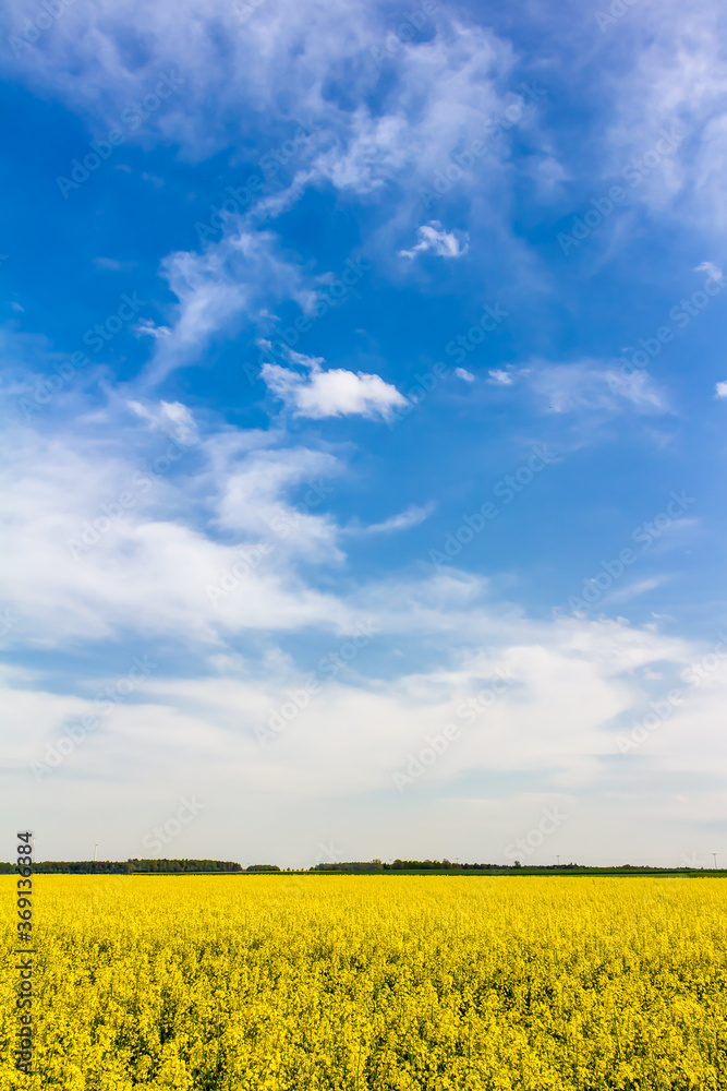 Blühendes Rapsfeld im Frühling