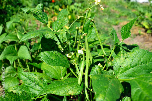 Bean bush with flowers and pods, close up