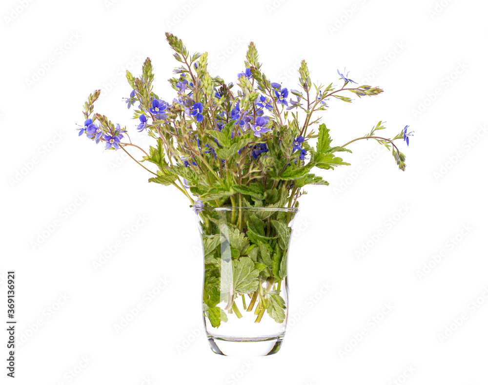 Bird's-eye speedwell (cat's eyes) in a glass vessel on a white background