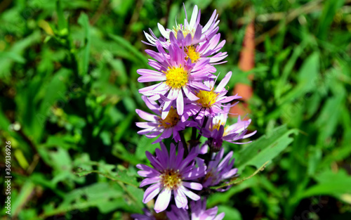 purple and yellow flower