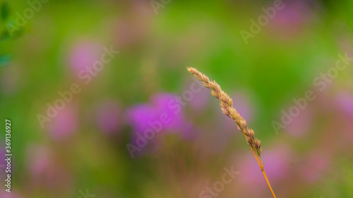 Spike and purple flowers in the grass