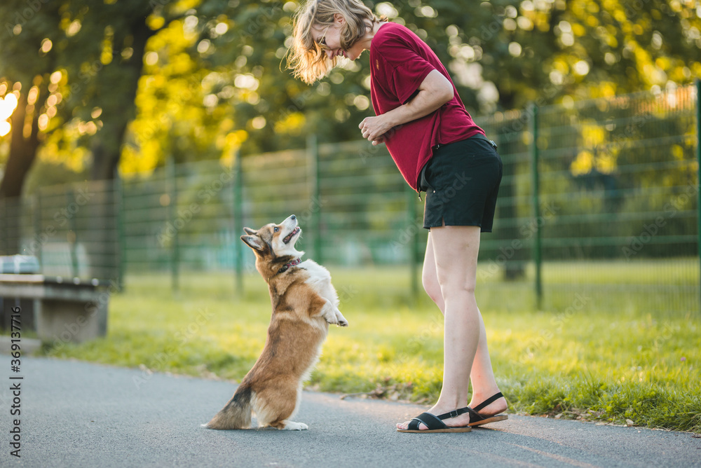 youg woman and a dog, dog corgi standing on his two hind legs, doing a trick and training with the owner, in the park 