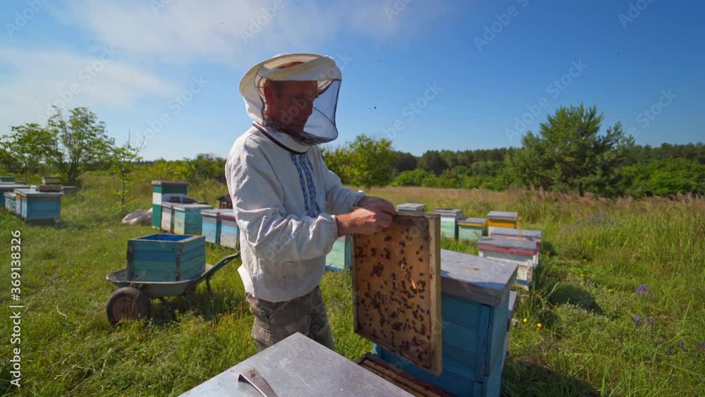 Organic farm with beehives. Male beekeeper in a protective hat inspects bees in an apiary during summer season. Bee-garden with wooden hives. Organic farm with beehives. Male beekeeper in a protective hat inspects bees in an apiary during summer season. Bee-garden with wooden hives.