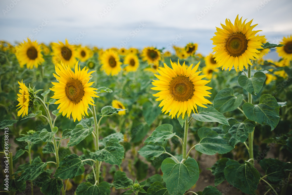 sunflower field close up 