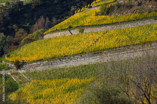 Beautiful orderly terraced vineyard. Sunny colorful autumn alpine Dolomites mountain scene, Sudtirol, Italy. Peaceful picturesque traveling, seasonal, nature and countryside beauty concept scene.