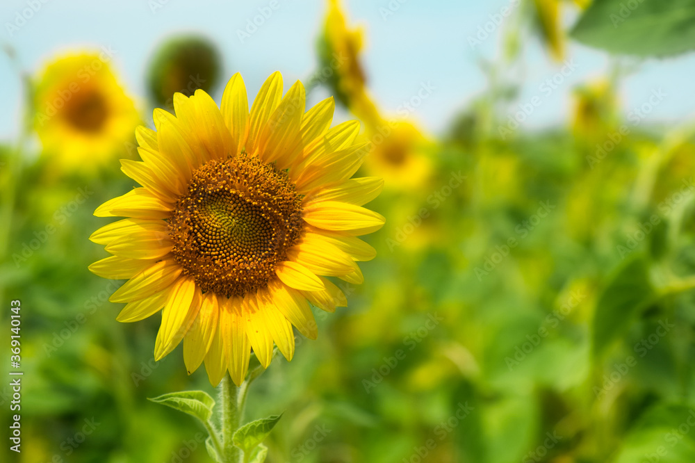 One sunflower in the middle of the huge field. Agriculture image of sunflower growing in countryside.