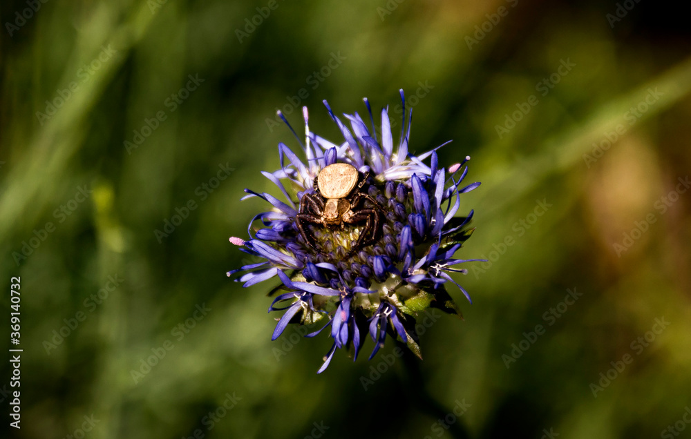Naklejka premium beautiful little golden crab spider on the purple flower of a thistle