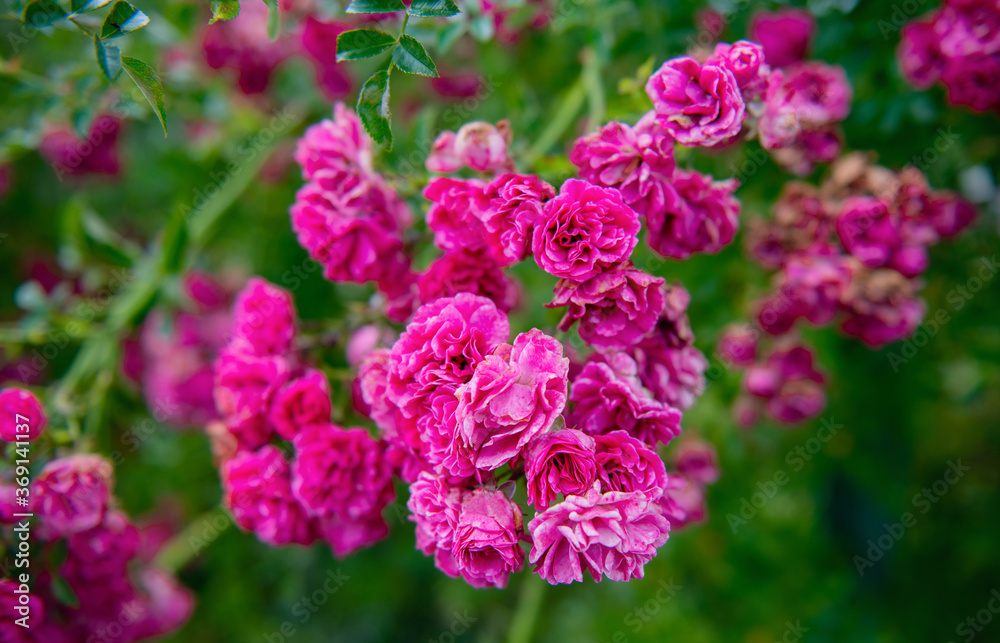 Detail of red roses bush as floral background. Detail of red roses bush as floral background.
