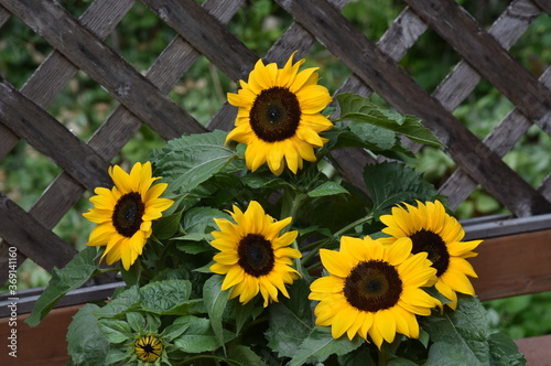 Fototapeta Naklejka Na Ścianę i Meble -  Abstract Sunflowers in the Country