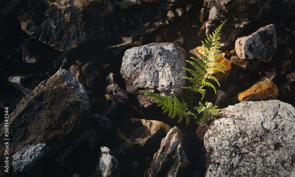 Obraz premium Beautiful green fern leaves in nature.The primitive forest background.