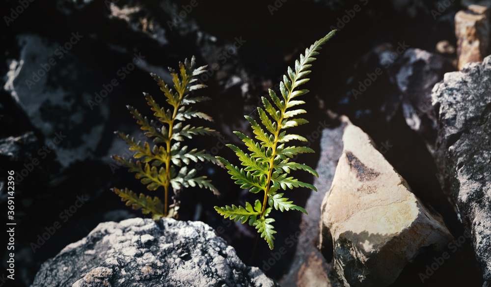 Beautiful green fern leaves in nature.The primitive forest  background.