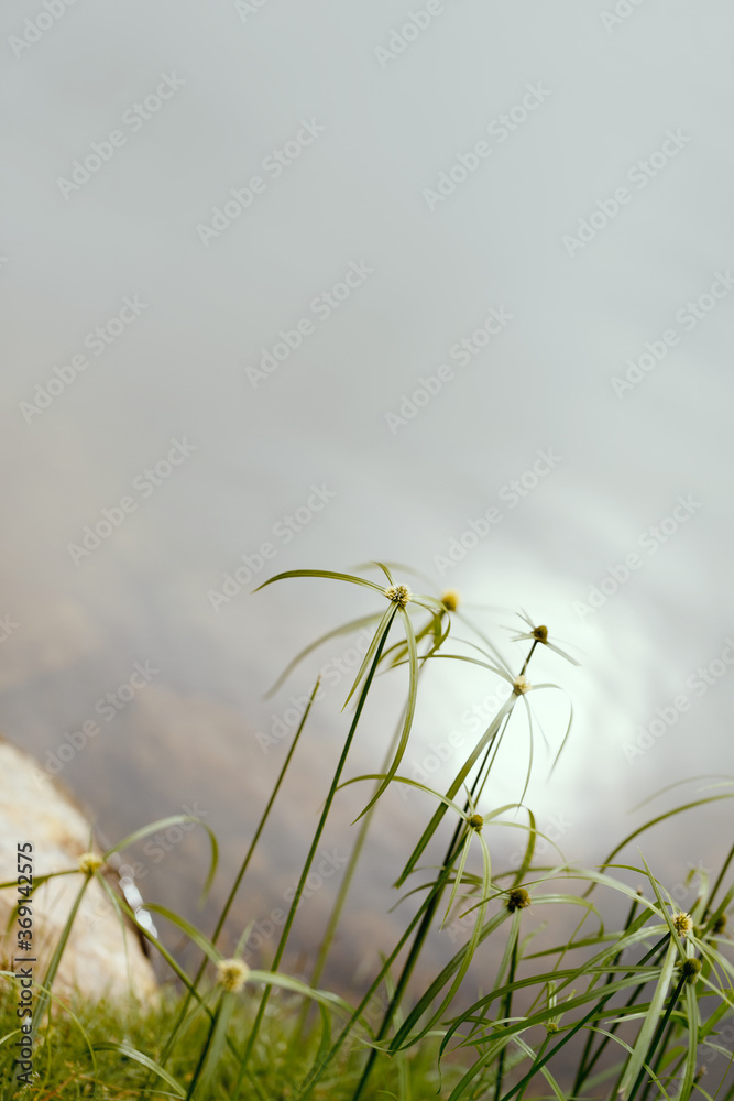 Green grass flowers of Cyperus involucratus (umbrella plant), also ...