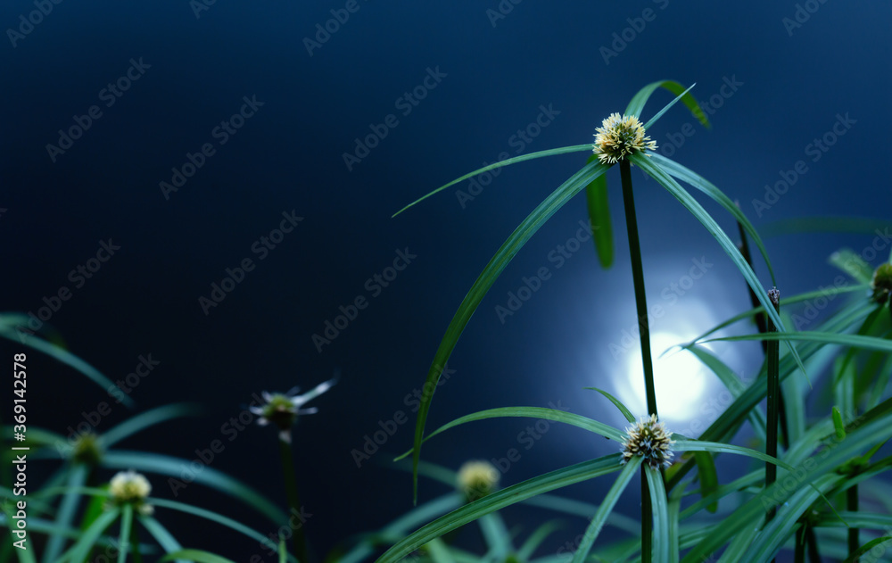 Green grass flowers of Cyperus involucratus (umbrella plant), also ...