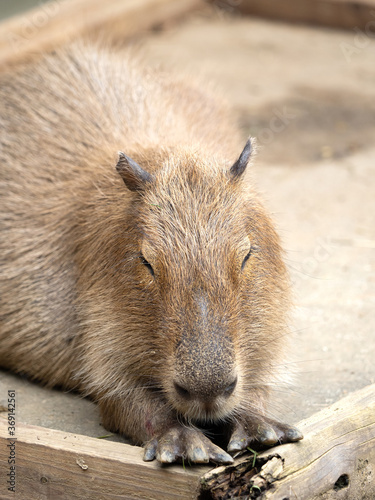 Wallpaper Mural カピバラ Torontodigital.ca