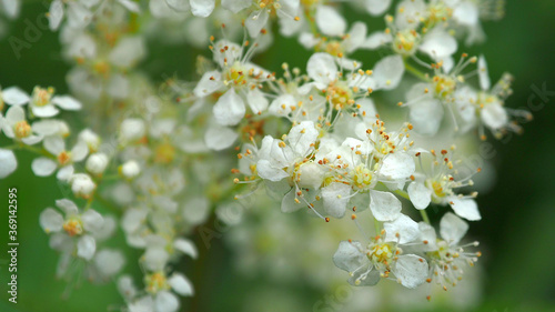The delicate white flowers of the forest. Nature blooming in summer.