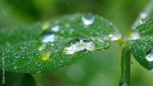 Clear dew on a green leaf. Leaves with raindrops macro.