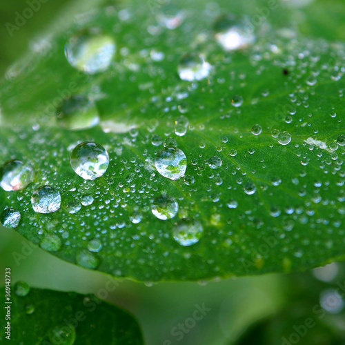 Clear dew on a green leaf. Leaves with raindrops macro.