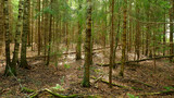 Pine wild dangerous and beautiful forest. Virgin mysterious nature of European impenetrable forests.