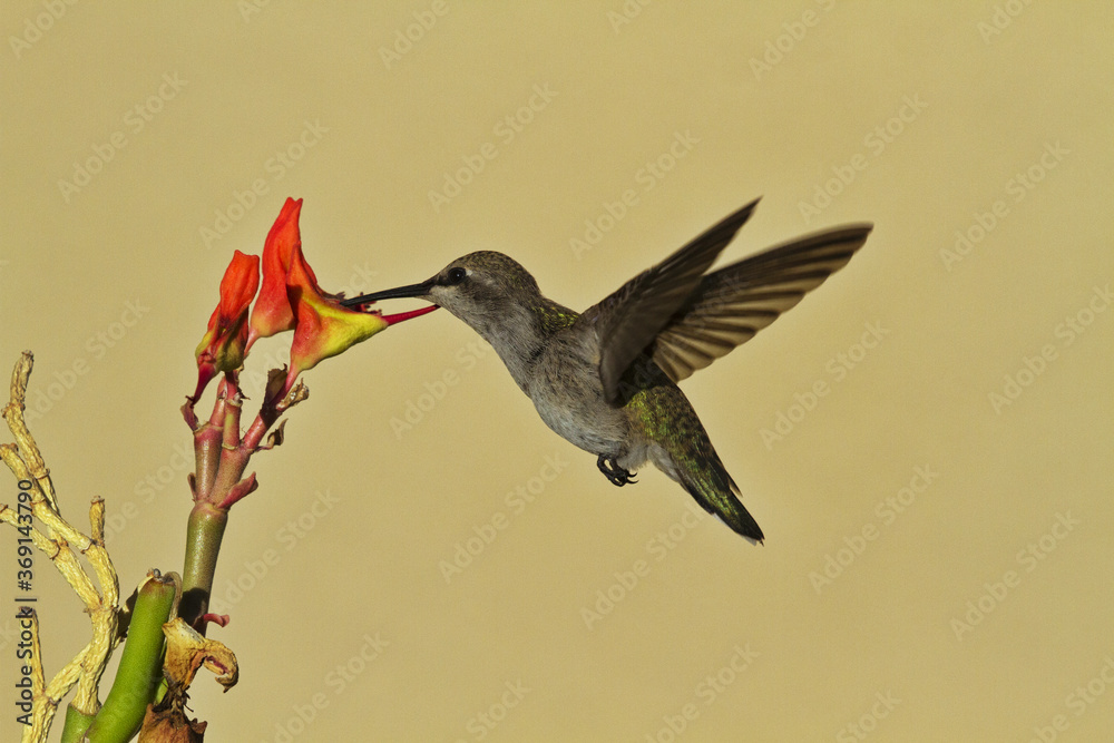 Fototapeta premium Hovering hummingbird dips beak into Ladyslipper flower