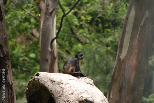 black tailed lemur