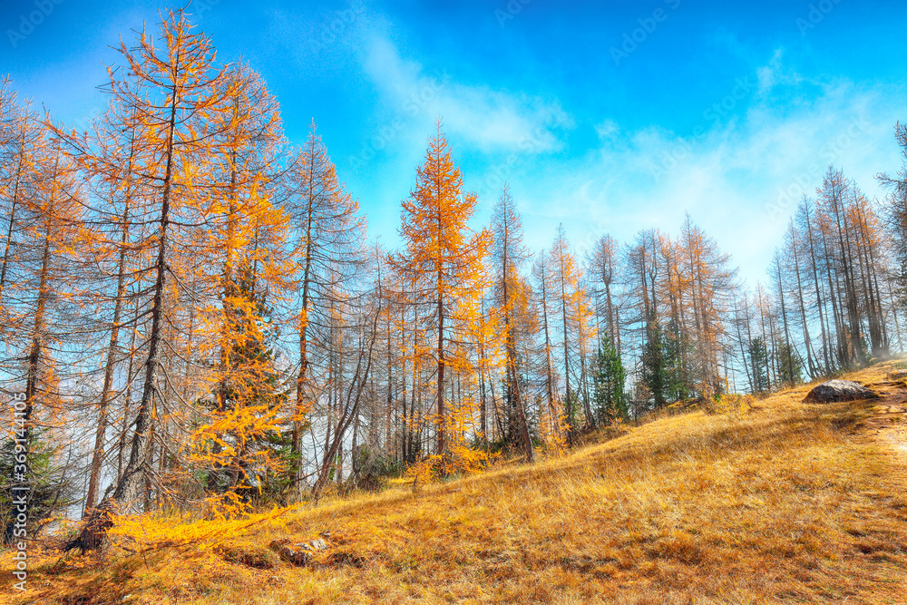 Autumn sunny landscape with beautiful golden larches in mountains Autumn sunny landscape with beautiful golden larches in mountains