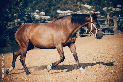Sports young horse in a halter trot