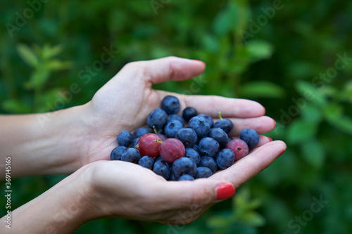 Fresh highbush blueberries and gooseberries on female hands in outdoors settings in Finland.