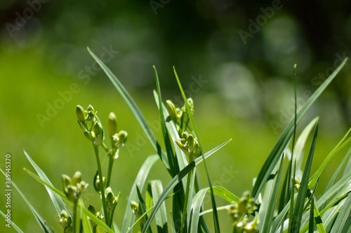 daylily buds