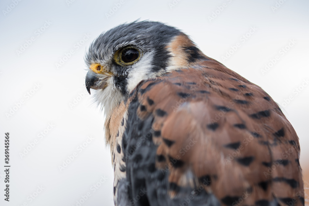 Fototapeta premium View of an American Kestrel