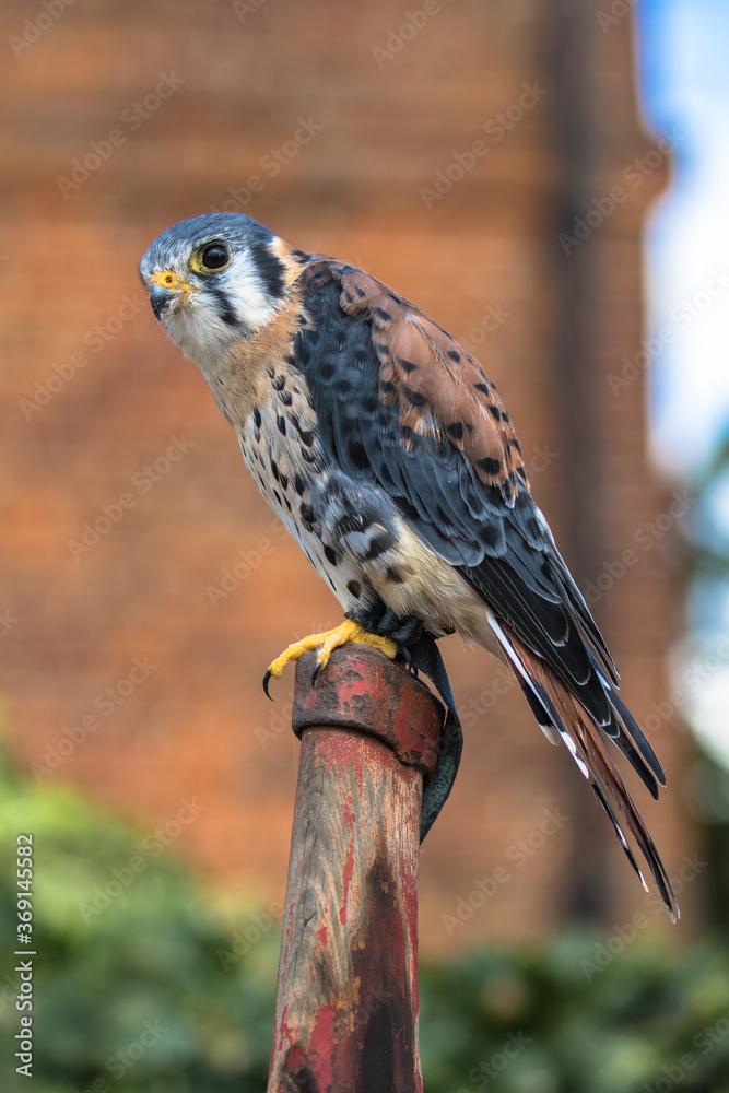 View of an American Kestrel View of an American Kestrel