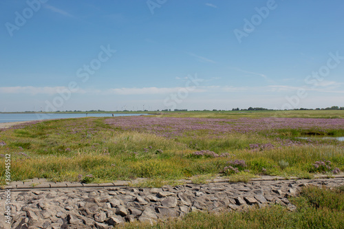 Scenic view of the national park Wadden Sea in Sehestedt, Germany at the Jade Bay, salt meadow with colorful blooming sea lavenders under vivid blue sky 