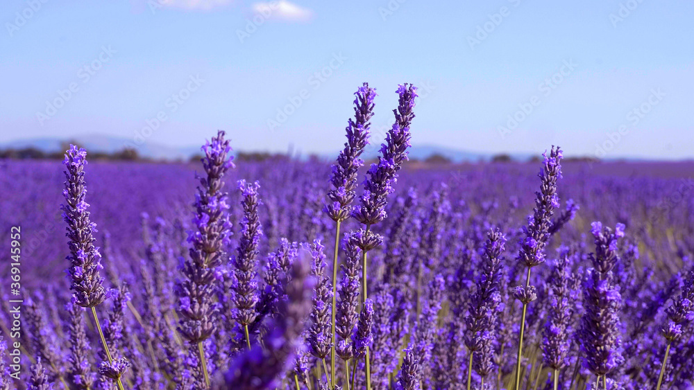 The lavender fields of Valensole Provence in France - travel photography The lavender fields of Valensole Provence in France - travel photography