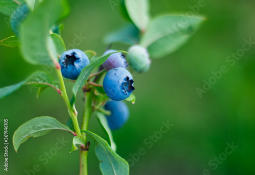 Fresh blueberry on the bush in the garden. Healthy berry fruit, macro photography with beautiful bokeh. Summer garden concept.