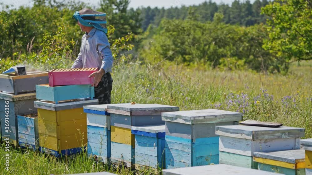 Apiculturist on apiary. Bees flying near hives in bright summer day. Beekeeper working with wooden beehives on nature landscape.
