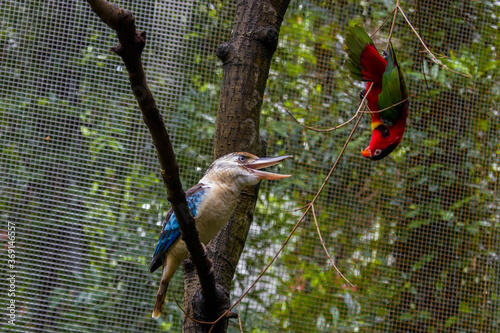 The Blue-winged kookaburra (Dacelo leachii) and the yellow-bibbed lory (Lorius chlorocercus) are looking each other.  photo