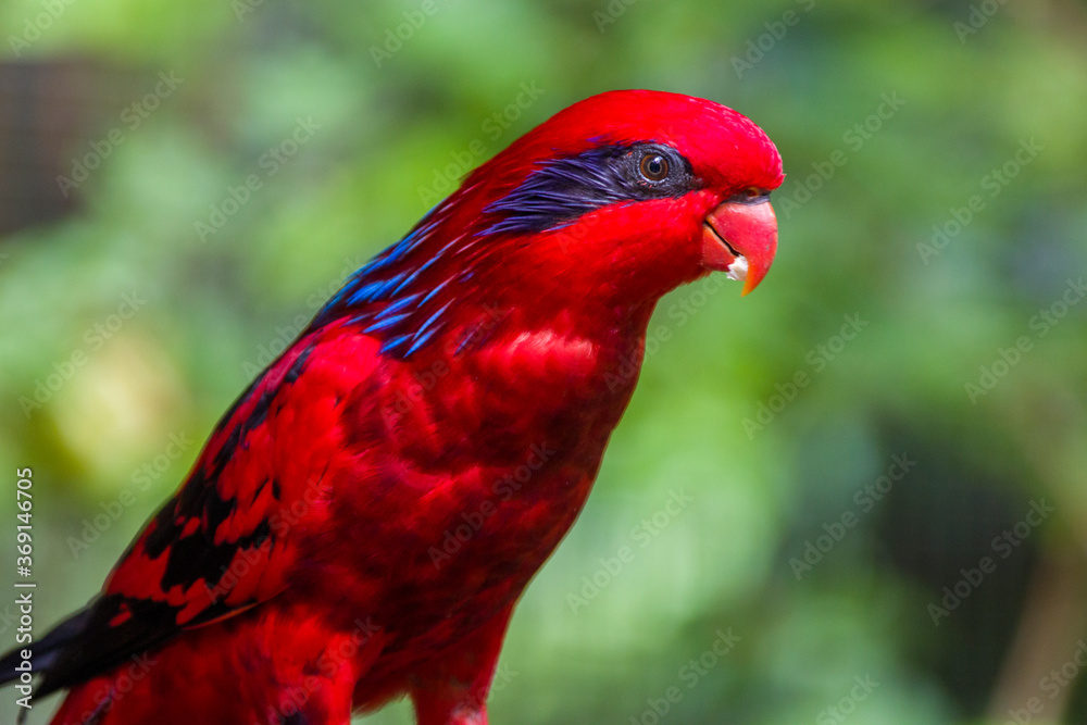 The blue-streaked lory (Eos reticulata) is a medium-sized parrot (31 cm), which is found on the Tanimbar Islands and Babar in the southern Moluccas.