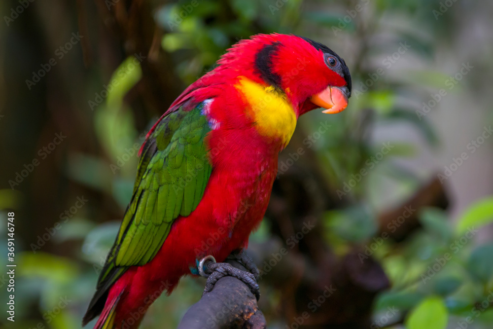The yellow-bibbed lory (Lorius chlorocercus) perches on the branch.
It is a species of parrot in the family Psittaculidae. It is endemic to the southern Solomon Islands. The yellow-bibbed lory (Lorius chlorocercus) perches on the branch.
It is a species of parrot in the family Psittaculidae. It is endemic to the southern Solomon Islands.