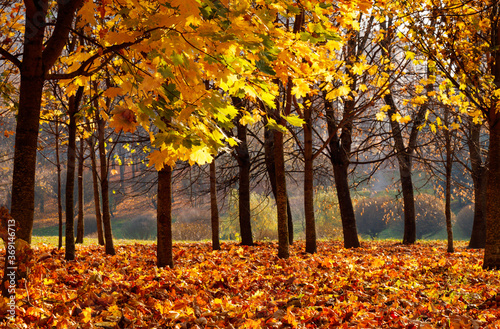 Beautiful Nature Autumn landscape