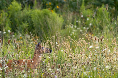 Fototapeta Naklejka Na Ścianę i Meble -  White Tailed Deer in field with long grass flowers and brush