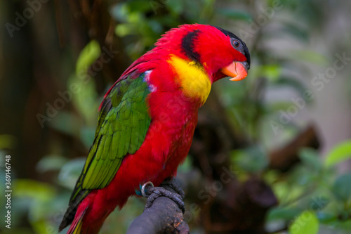 The yellow-bibbed lory (Lorius chlorocercus) perches on the branch. 
It is a species of parrot in the family Psittaculidae. It is endemic to the southern Solomon Islands.