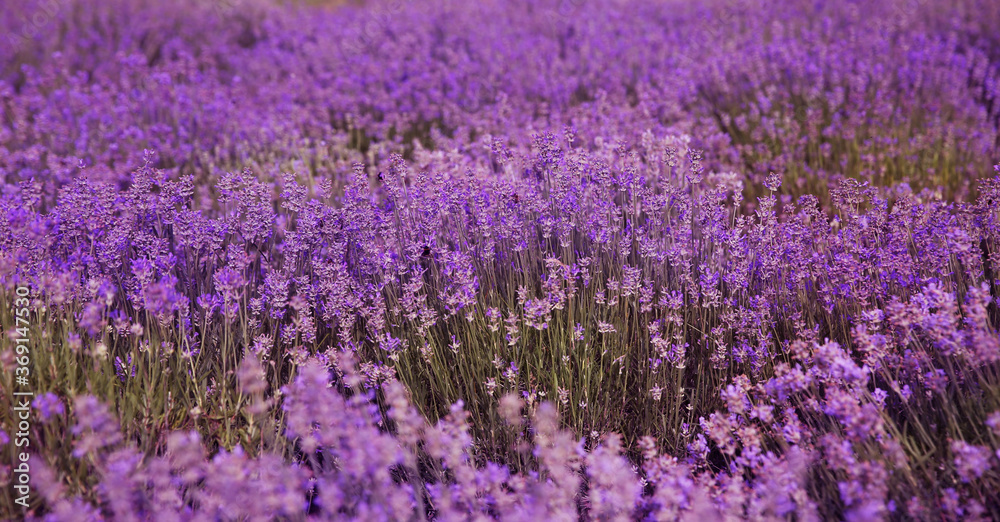 Field of fragrant lavender flowers, banner design