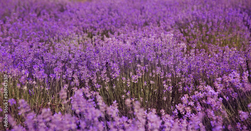 Field of fragrant lavender flowers  banner design