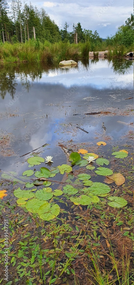 Obraz premium lake in the forest
