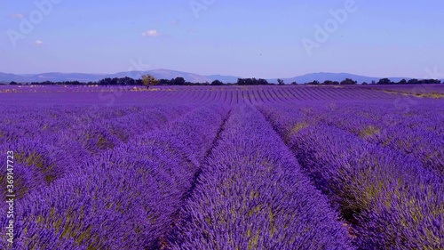 The lavender fields of Valensole Provence in France - travel photography 