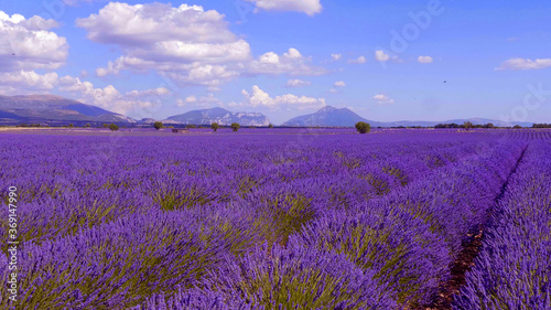 The lavender fields of Valensole Provence in France - travel photography 