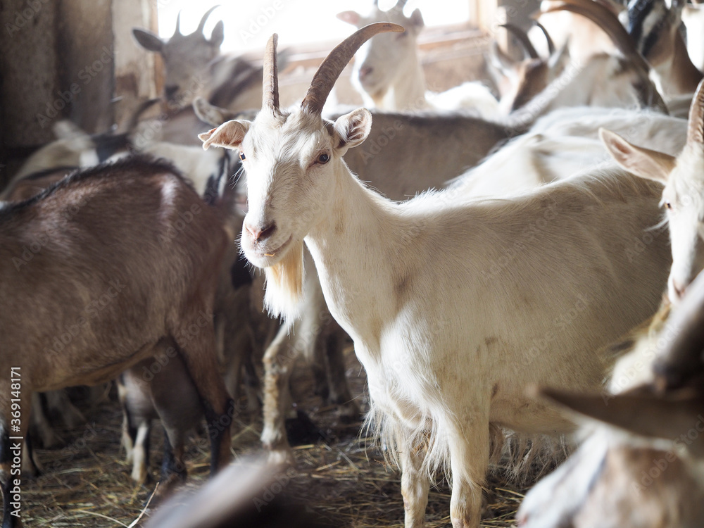 Many goats on the farm