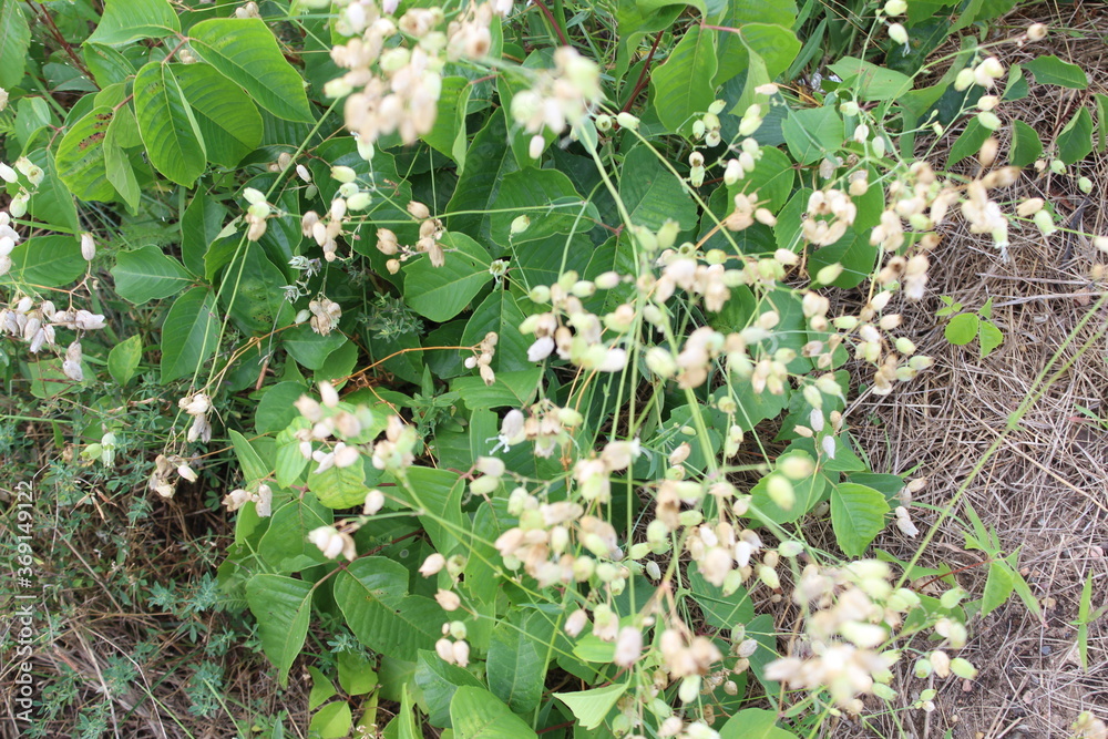 Obraz premium white flowers in the forest